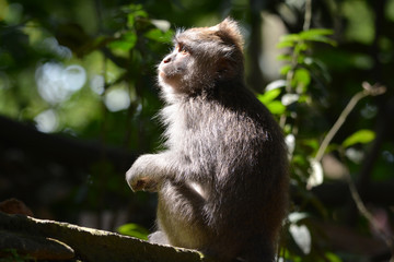Long-tailed Macaque