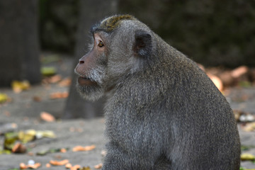 Long-tailed Macaque