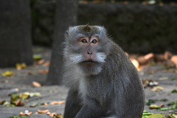 Long-tailed Macaque