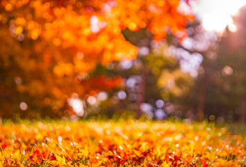 秋のあるイメージ