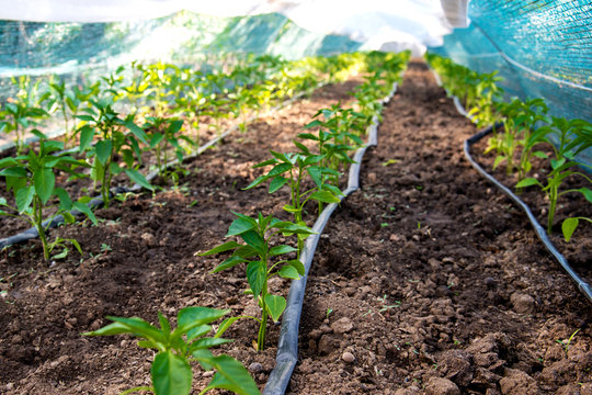 Rows of young pepper plants and drip irrigation in the garden - selective focus, copy space