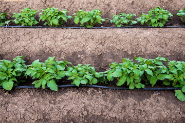 Rows of young potatoes plants and drip irrigation in the garden - selective focus, copy space