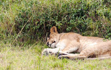 Fototapeta na wymiar Lioness in the jungle of Kenya on a cloudy day