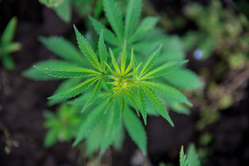 plant bush cannabis marijuana leaves top view - selective focus, copy space