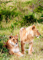 Lioness in the jungle of Kenya on a cloudy day