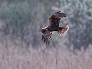 Western marsh harrier (Circus aeruginosus)