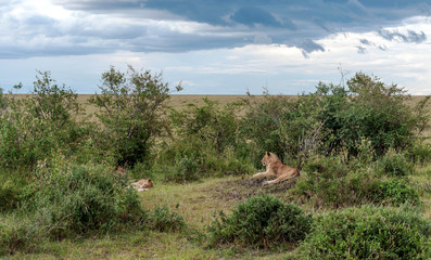Lioness in the jungle of Kenya on a cloudy day