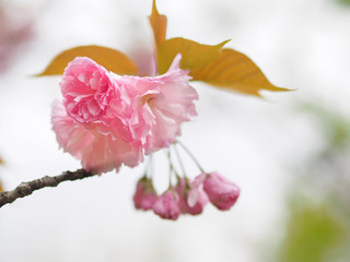 pink cherry blossom are blooming