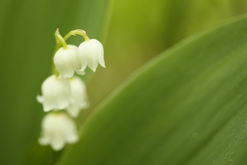Lilly of a valley