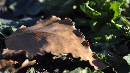  fallen leaf