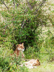 Lioness in the jungle of Kenya on a cloudy day