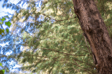 Fototapeta premium The background of the leaves, the tree wallpaper by the sea, is the point of shade from the sun and visit tourists.