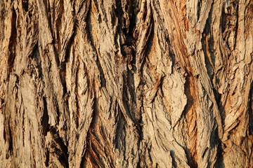 Close-up of tree bark texture detailed colorful interesting backgrounds
