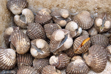 Fresh raw sea cockles clams display for sale at seafood market or Thai street food