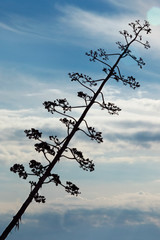 Agave flowering branch vert