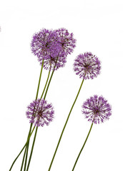Decorative bow (Allium)