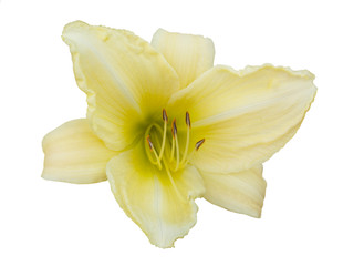 Fototapeta na wymiar Hemerocallis (day-lily) on a white background isolation