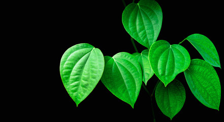 Green leaves isolated on black background. The tropical forest plant. File contains with clipping path.