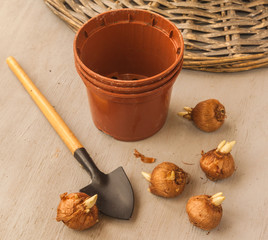 Crocus bulbs for the forced flowering of crocuses in winter.
