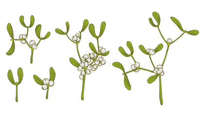 Mistletoe. Vector set of mistletoe sprig isolated on white background for Christmas cards and decorative design