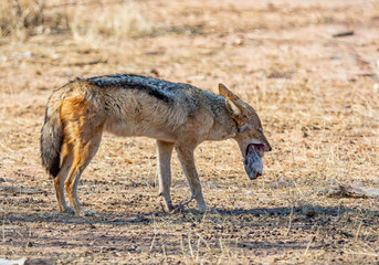 Black-backed Jackal With Kill