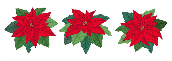 Christmas decorations with poinsettia, isolated on white background. Design element for Christmas decoration. Vector illustration