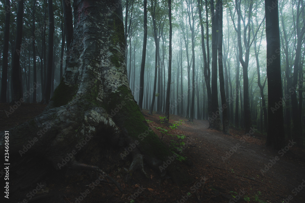 Poster close up of dark tree in foggy forest