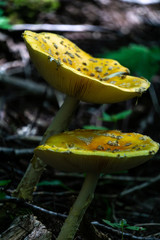 mushrooms in the forest