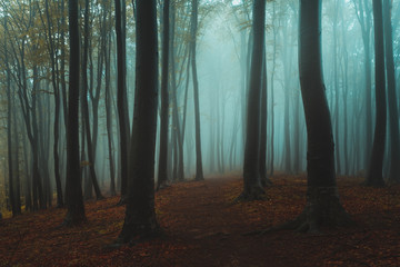 Dark tree silhouettes in foggy forest