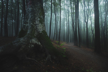 Close up of dark tree in foggy forest