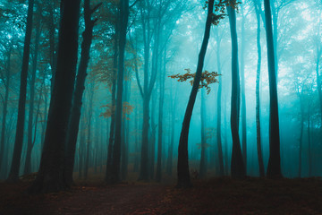 Lonely tree in foggy forest under blue mist and light