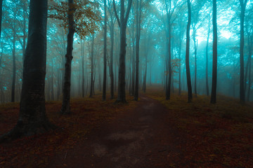Trail in foggy forest