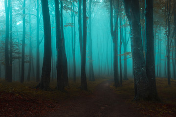 Fairy tale light in foggy forest. Blue mist through the trees