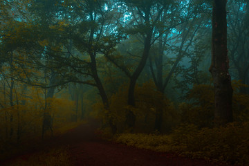 Fairy tale trail in foggy forest. Autumn morning in the woods