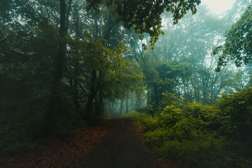 Fairy tale trail in foggy forest. Autumn morning in the woods