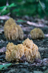 mushroom in the forest
