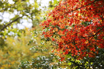 六甲山の美しい紅葉