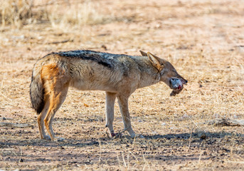 Fototapeta premium Black-backed Jackal With Kill