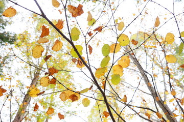 Obraz na płótnie Canvas 六甲山の美しい紅葉