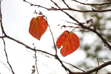 六甲山の美しい紅葉