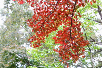 六甲山の美しい紅葉