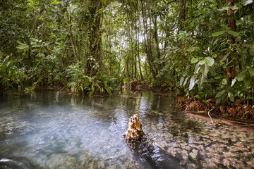 View of the bush in wetlands and reflection in the water
