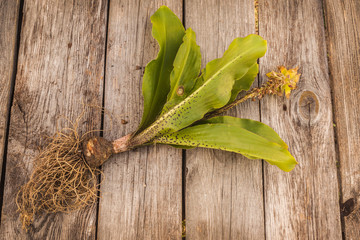 Pineapple lily (Eucomis)  on a wooden background