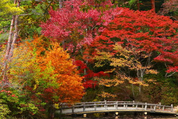 六甲山の美しい紅葉