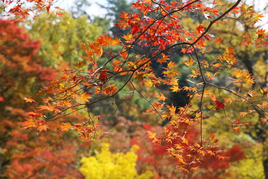 六甲山の美しい紅葉