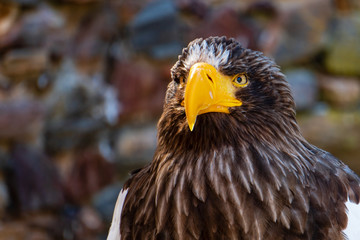 Greifvogel