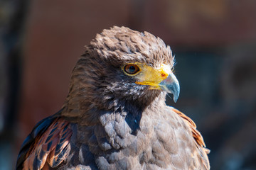 Greifvogel