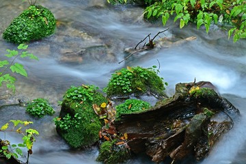 尚仁沢湧水群の情景＠栃木