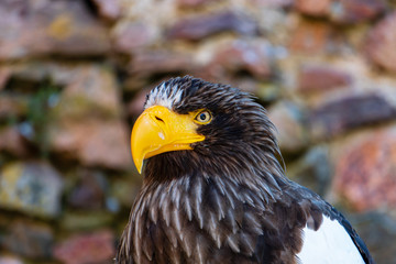 Greifvogel