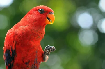 Poster de jardin Perroquet parrot bird